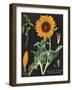 Sunflower Chart-Sue Schlabach-Framed Art Print