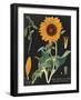 Sunflower Chart-Sue Schlabach-Framed Art Print