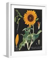 Sunflower Chart-Sue Schlabach-Framed Art Print