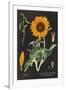 Sunflower Chart-Sue Schlabach-Framed Art Print