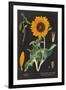 Sunflower Chart-Sue Schlabach-Framed Art Print