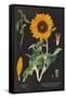 Sunflower Chart-Sue Schlabach-Framed Stretched Canvas