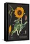 Sunflower Chart-Sue Schlabach-Framed Stretched Canvas