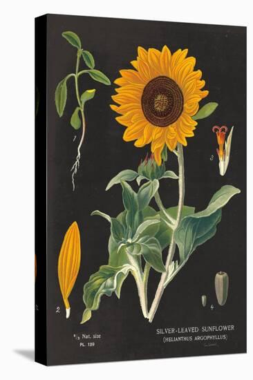 Sunflower Chart-Sue Schlabach-Stretched Canvas