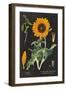 Sunflower Chart-Sue Schlabach-Framed Art Print