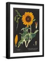 Sunflower Chart-Sue Schlabach-Framed Art Print