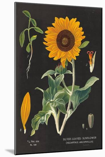 Sunflower Chart-Sue Schlabach-Mounted Art Print