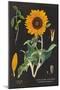 Sunflower Chart-Sue Schlabach-Mounted Art Print