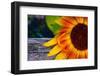 Sunflower Close Up, 2016-null-Framed Photographic Print