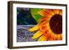 Sunflower Close Up, 2016-null-Framed Photographic Print