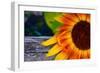 Sunflower Close Up, 2016-null-Framed Photographic Print