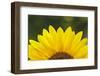 Sunflower close-up, California. Asteraceae family, Heliantheae-Adam Jones-Framed Photographic Print