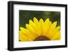 Sunflower close-up, California. Asteraceae family, Heliantheae-Adam Jones-Framed Photographic Print