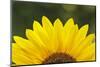 Sunflower close-up, California. Asteraceae family, Heliantheae-Adam Jones-Mounted Photographic Print