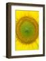 Sunflower close-up, Castilla y Leon, Spain-Juan Carlos Munoz-Framed Photographic Print