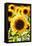 Sunflower Close Up in a Field of Sunflowers-George Oze-Framed Stretched Canvas