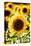 Sunflower Close Up in a Field of Sunflowers-George Oze-Stretched Canvas