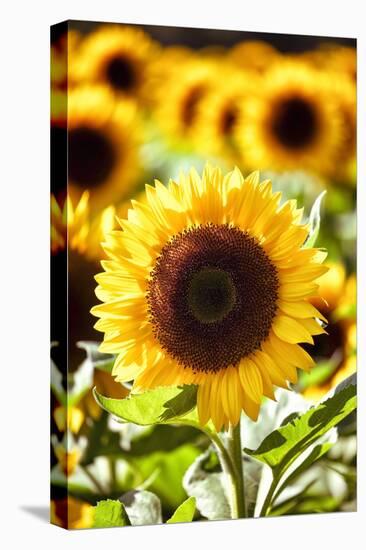 Sunflower Close Up in a Field of Sunflowers-George Oze-Stretched Canvas