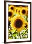 Sunflower Close Up in a Field of Sunflowers-George Oze-Framed Premium Photographic Print