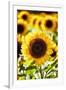 Sunflower Close Up in a Field of Sunflowers-George Oze-Framed Photographic Print