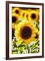 Sunflower Close Up in a Field of Sunflowers-George Oze-Framed Photographic Print