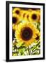 Sunflower Close Up in a Field of Sunflowers-George Oze-Framed Photographic Print