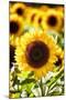 Sunflower Close Up in a Field of Sunflowers-George Oze-Mounted Photographic Print