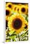 Sunflower Close Up in a Field of Sunflowers-George Oze-Framed Photographic Print