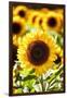 Sunflower Close Up in a Field of Sunflowers-George Oze-Framed Photographic Print