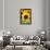 Sunflower Close Up in a Field of Sunflowers-George Oze-Framed Photographic Print displayed on a wall