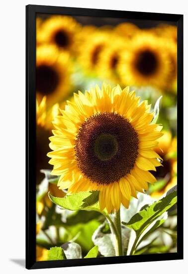 Sunflower Close Up in a Field of Sunflowers-George Oze-Framed Photographic Print