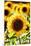 Sunflower Close Up in a Field of Sunflowers-George Oze-Mounted Premium Photographic Print