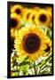 Sunflower Close Up in a Field of Sunflowers-George Oze-Framed Premium Photographic Print