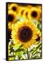 Sunflower Close Up in a Field of Sunflowers-George Oze-Framed Stretched Canvas