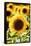Sunflower Close Up in a Field of Sunflowers-George Oze-Framed Stretched Canvas