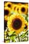 Sunflower Close Up in a Field of Sunflowers-George Oze-Stretched Canvas