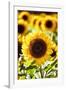 Sunflower Close Up in a Field of Sunflowers-George Oze-Framed Photographic Print