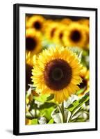 Sunflower Close Up in a Field of Sunflowers-George Oze-Framed Photographic Print