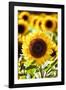 Sunflower Close Up in a Field of Sunflowers-George Oze-Framed Photographic Print