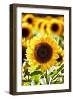 Sunflower Close Up in a Field of Sunflowers-George Oze-Framed Photographic Print