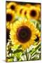 Sunflower Close Up in a Field of Sunflowers-George Oze-Mounted Photographic Print