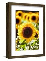 Sunflower Close Up in a Field of Sunflowers-George Oze-Framed Photographic Print