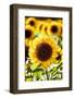 Sunflower Close Up in a Field of Sunflowers-George Oze-Framed Photographic Print