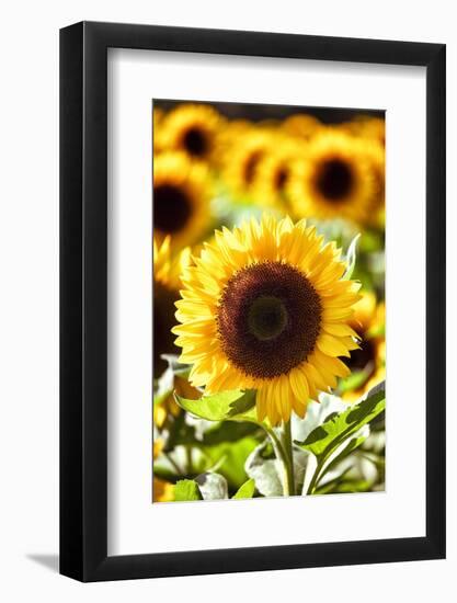 Sunflower Close Up in a Field of Sunflowers-George Oze-Framed Photographic Print