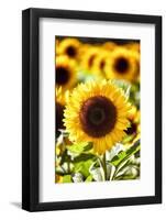 Sunflower Close Up in a Field of Sunflowers-George Oze-Framed Photographic Print