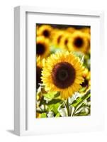 Sunflower Close Up in a Field of Sunflowers-George Oze-Framed Photographic Print