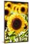 Sunflower Close Up in a Field of Sunflowers-George Oze-Mounted Photographic Print