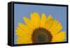 Sunflower Close-Up of the Yellow Flower-null-Framed Stretched Canvas