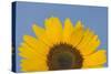 Sunflower Close-Up of the Yellow Flower-null-Stretched Canvas