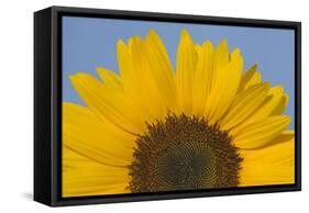 Sunflower Close-Up of the Yellow Flower-null-Framed Stretched Canvas